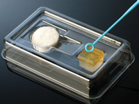 MycoVue Slide Culture System for Fungi