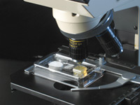 MycoVue Slide Culture System for Fungi